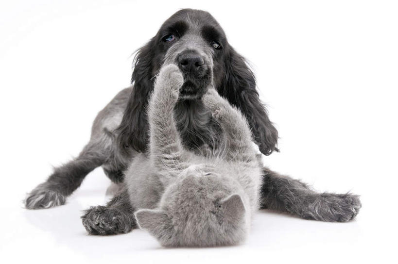 无人,坐,躺,举,横图,室内,白天,白色背景,正面,宠物,狗,猫,动物,托,两只,可爱,摄影,影棚,猫咪,英国小猎犬,忠诚,犬,举起,举手,举着,躺着,向上举,向上伸,向上托,坐着,彩图,全身,影棚拍摄,拍摄