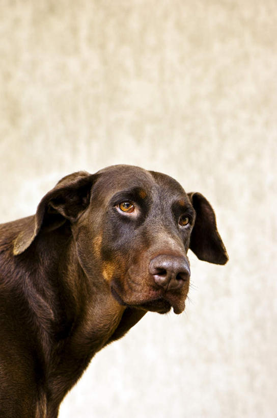 无人,站,竖图,室内,白天,白色背景,正面,宠物,狗,注视,一只,动物,观察,看,站着,可爱,摄影,影棚,观看,察看,关注,杜宾犬,忠诚,笃宾狗,笃宾犬,杜宾狗,犬,站立,半身,彩图,影棚拍摄,拍摄