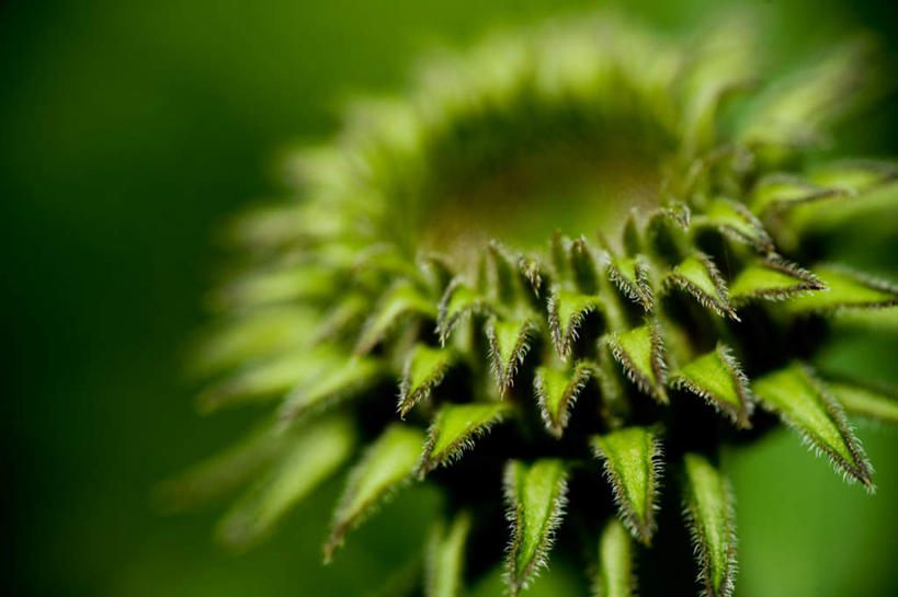 无人,横图,俯视,室内,特写,白天,朦胧,模糊,盛开,花蕾,花,花瓣,花朵,鲜花,一朵,绿色,花苞,花蕊,彩图,高角度拍摄