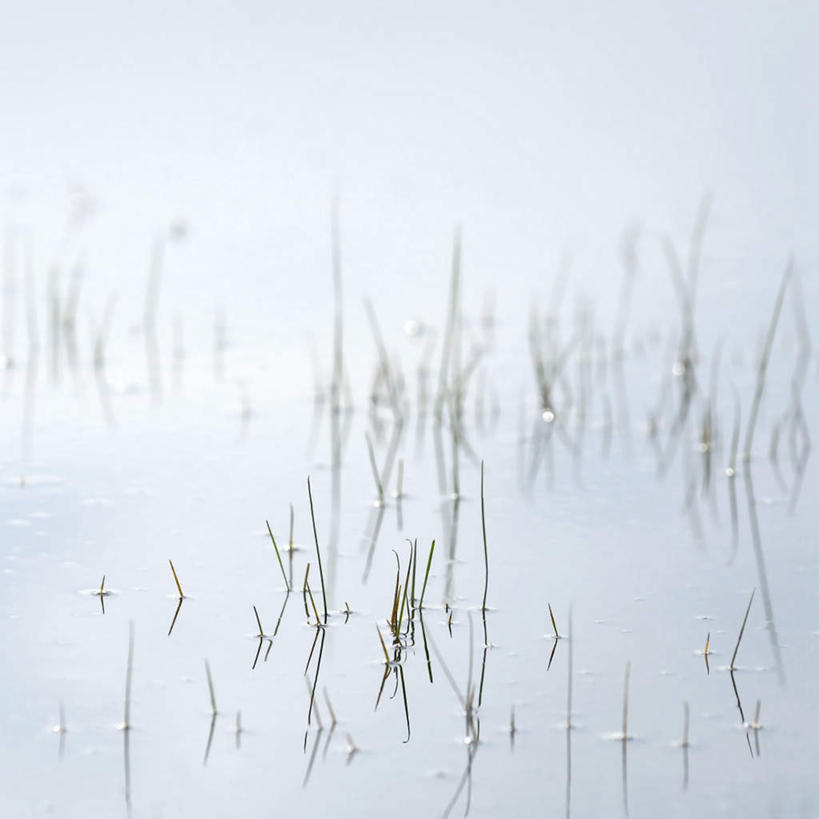 无人,方图,俯视,室外,白天,旅游,度假,湖,湖泊,美景,水,植物,一排,阴影,整齐,光线,影子,湖面,景观,水流,水面,水草,娱乐,排列,绿色,阳光,自然,湖水,享受,休闲,景色,放松,生长,成长,队列,自然风光,彩图,高角度拍摄