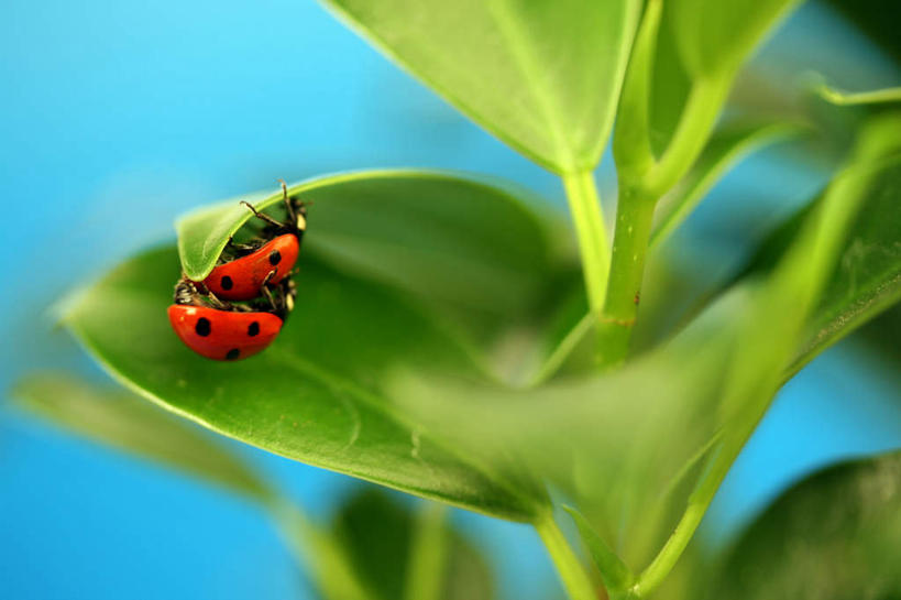 无人,横图,俯视,室外,白天,旅游,度假,美景,植物,瓢虫,叶子,昆虫,斑点,景观,绿叶,娱乐,绿色,自然,动物,趴着,两只,享受,休闲,嫩叶,景色,放松,生长,成长,自然风光,益虫,叶,叶片,七星瓢虫,花大姐,趴,彩图,高角度拍摄,全身