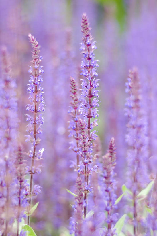 无人,家庭,竖图,室外,特写,白天,正面,智慧,花海,花圃,美景,植物,叶子,模糊,盛开,景观,花蕾,花,花瓣,花朵,花卉,鲜花,绿色,紫色,自然,花丛,花束,花田,花苞,花蕊,景色,鼠尾草,自然风光,理性,墨西哥鼠尾草,紫绒鼠尾草,含糊,恍惚,模胡,依稀,隐约,彩图