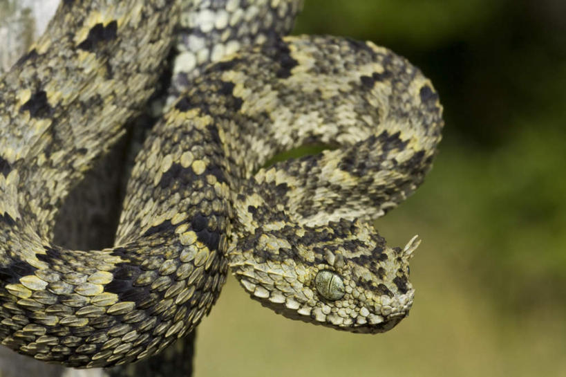 眼睛,眉毛,睫毛,无人,横图,室内,白天,正面,美景,野生动物,瞳孔,一条,盘绕,阴影,朦胧,模糊,围绕,反射,爬行动物,蛇,鳞片,影子,景观,注视,绿色,自然,动物,观察,看,景色,眼部,观看,察看,关注,自然风光,斑纹,冷血动物,凶猛,脊椎动物,长虫,残暴,凶残,睫,眉,眼,眼睫毛,眼眉,半身,彩图,眼眉毛,冷血