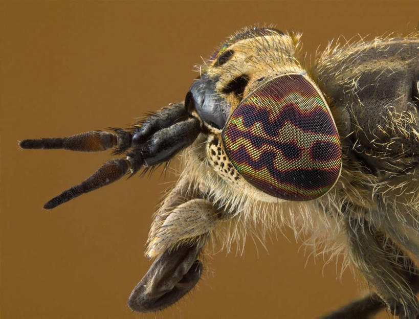 眼睛,眉毛,睫毛,无人,横图,俯视,室外,白天,苍蝇,瞳孔,细菌,昆虫,触须,一只,红色,灰色,动物,毛茸茸,眼部,病菌,害虫,传染,四害,马蝇,睫,眉,眼,眼睫毛,眼眉,半身,彩图,高角度拍摄,眼眉毛