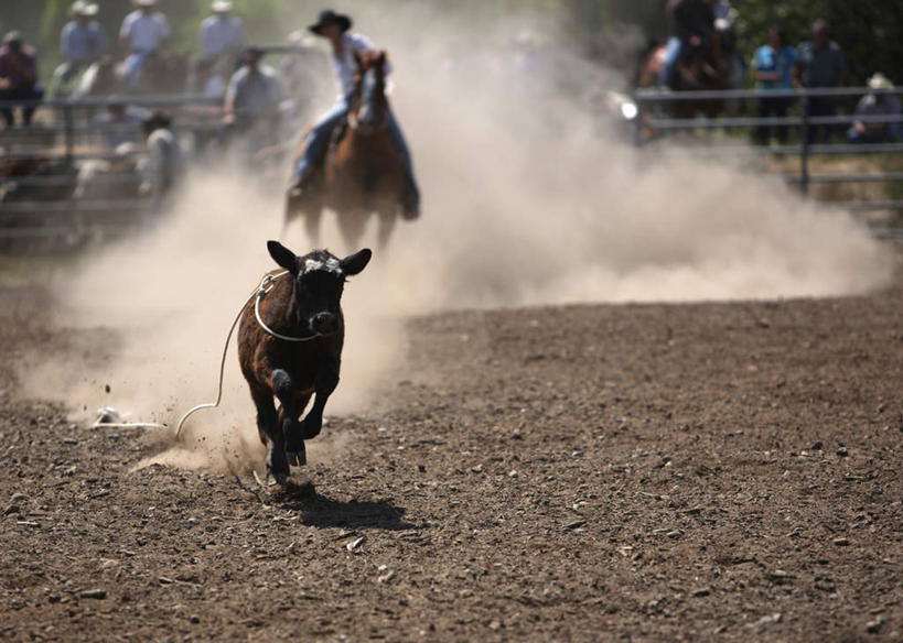 西方人,一个人,栏杆,坐,横图,室外,白天,正面,牛,帽子,欧洲,欧洲人,仅一个男性,仅一个人,阴影,光线,影子,围栏,尘埃,护栏,仅一个年轻男性,阳光,动物,牛仔帽,家畜,牲畜,灰尘,尘土,男人,男性,年轻男性,白种人,坐着,彩图,全身