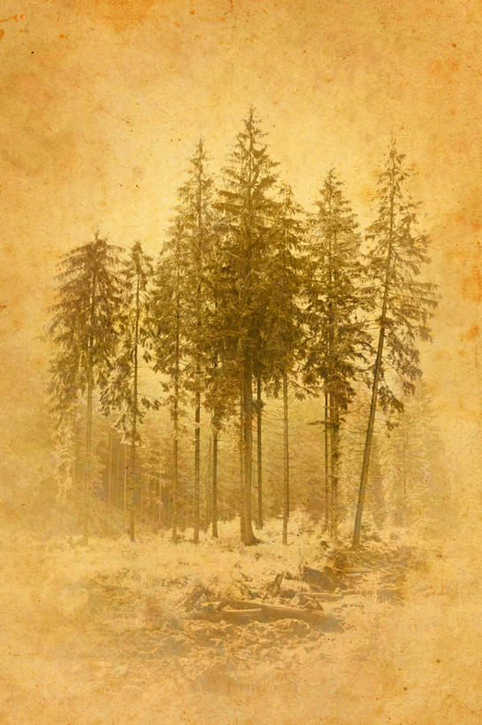 无人,竖图,照片,室内,白天,正面,旅游,度假,复古,光晕,美景,森林,树林,植物,欧洲,乌克兰,一张,古老,朦胧,模糊,陈旧,景观,娱乐,树,树木,黄色,绿色,自然,享受,休闲,景色,放松,摄影,生长,成长,自然风光,东欧,乌克兰共和国,相片,彩图,拍摄,照相