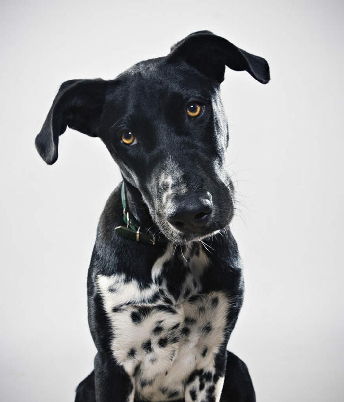 无人,站,竖图,室内,特写,白天,正面,宠物,狗,一条,灰色背景,注视,一只,绿色,动物,观察,看,站着,可爱,摄影,影棚,观看,察看,关注,忠诚,项圈,犬,站立,半身,彩图,影棚拍摄,拍摄