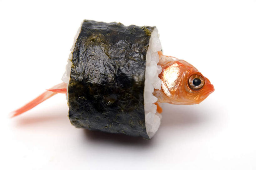 米饭,寿司,无人,横图,室内,特写,白天,正面,烹饪,鱼,日本料理,料理,食品,饭,菜肴,美食,鱼类,食物,日式料理,日式,佳肴,五谷,醋饭,四喜饭,半身,彩图