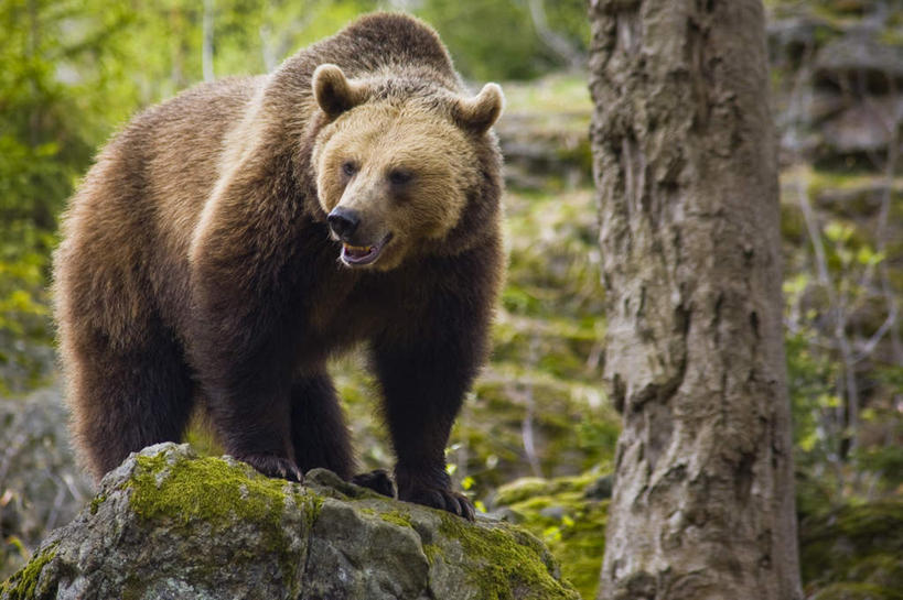 无人,横图,室外,白天,正面,旅游,度假,石头,美景,野生动物,熊,黑熊,阴影,新鲜,光线,石子,影子,景观,青苔,树桩,苔藓,注视,娱乐,树,树干,一只,绿色,阳光,自然,动物,观察,看,享受,休闲,木桩,景色,放松,观看,青春,察看,生命,关注,自然风光,和平,安详,凶猛,冷色,黑瞎子,熊瞎子,残暴,凶残,石块,半身,彩图