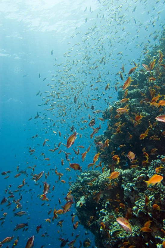 无人,竖图,室外,白天,正面,旅游,度假,海底,水下,美景,鱼,鱼群,珊瑚,景观,水底,娱乐,珊瑚礁,鱼类,自然,享受,休闲,景色,放松,海底世界,自然风光,海底礁,海床,礁,岩石,彩图