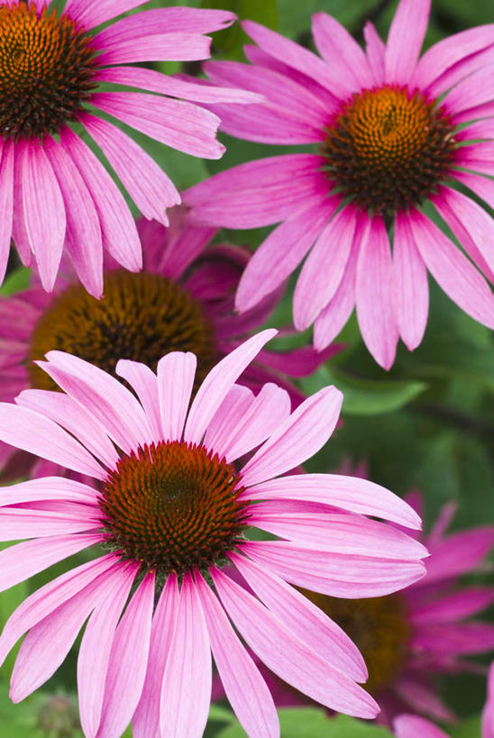 无人,竖图,俯视,室外,白天,旅游,度假,兴奋,热情,美景,叶子,新鲜,盛开,景观,绿叶,开放,花蕾,娱乐,花,花瓣,花朵,鲜花,红色,绿色,自然,花苞,花蕊,享受,休闲,健康,温暖,嫩叶,景色,奔放,放松,活力,积极,激情,朝气,金花菊,青春,暖色,吉祥,生命,自然风光,和平,安详,饱满,王爷葵,革命,热烈,赤色,充实,斗志,喜气,主动,冷色,肿柄菊,叶,叶片,彩图,高角度拍摄,欢乐