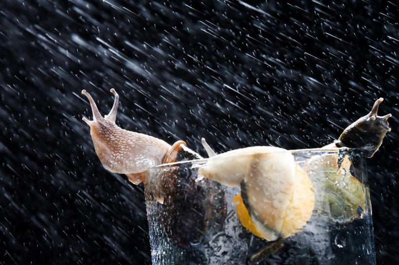 无人,横图,室内,白天,正面,雨,暴雨,大雨,杯子,三只,黑色背景,蜗牛,注视,玻璃制品,一个,动物,水杯,观察,看,摄影,影棚,单个,观看,细雨,软体动物,吸附,察看,关注,玻璃杯,小雨,彩图,全身,影棚拍摄,拍摄