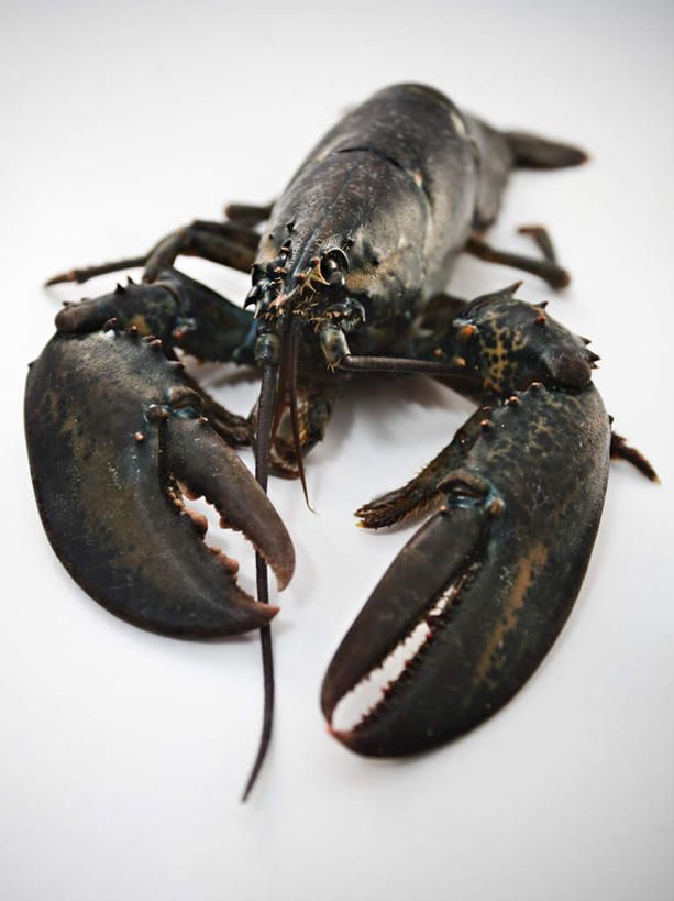 海鲜,无人,竖图,俯视,室内,特写,白天,阴影,反射,影子,虾,水产,海洋生物,一只,黑色,尸体,死亡,水生动物,海产品,水生物,海底动物,殒命,灭亡,尸身,遗体,彩图,高角度拍摄,全身