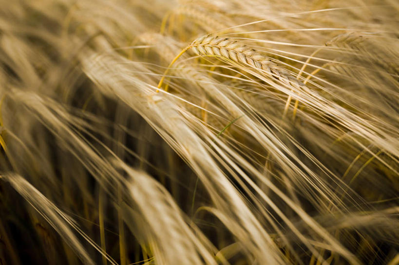 无人,农田,横图,俯视,室外,白天,庄稼,农作物,小麦,许多,阴影,光线,影子,谷物,很多,黄色,阳光,稻谷,稻子,麦子,彩图,高角度拍摄,耕地,庄稼田