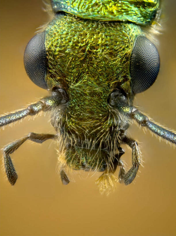 眼睛,无人,竖图,俯视,室内,白天,棕色背景,昆虫,甲壳虫,注视,一只,动物,观察,看,眼部,摄影,影棚,观看,察看,关注,甲虫,益虫,眼,半身,彩图,高角度拍摄,影棚拍摄,拍摄