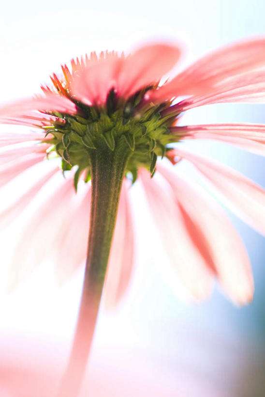 无人,竖图,室外,特写,白天,仰视,爱情,旅游,度假,幸福,美景,静物,盛开,景观,粉红色,粉红,浪漫,花蕾,娱乐,花,花瓣,花朵,鲜花,一朵,粉色,自然,花苞,花蕊,享受,休闲,健康,景色,放松,可爱,活泼,金花菊,青春,满足,甜美,时髦,自然风光,温柔,纯真,王爷葵,肿柄菊,彩图,低角度拍摄