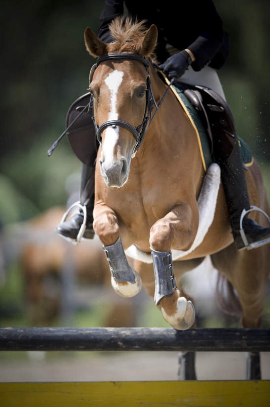西方人,一个人,跳,竖图,室外,特写,白天,正面,马,野生动物,欧洲,欧洲人,仅一个男性,仅一个人,阴影,模糊,光线,影子,半空,仅一个年轻男性,阳光,动物,运输,牲畜,含糊,恍惚,模胡,依稀,隐约,栏架,跨栏,男人,男性,年轻男性,白种人,跳跃,半身,彩图