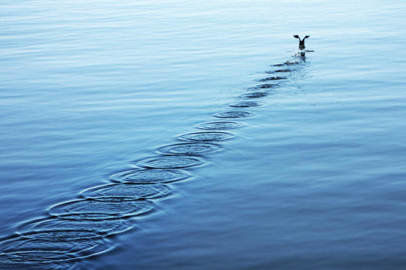 游泳,无人,横图,室外,白天,旅游,度假,海浪,海洋,美景,鸟,波纹,鸬鹚,鸟类,景观,浪花,涟漪,娱乐,捕鱼,一只,背面,水纹,自然,海水,波浪,享受,休闲,景色,放松,自然风光,海景,鱼鹰,水老鸦,水晕,泅水,拍浮,大海,风浪,海,海水的波动,近岸浪,涌浪,半身,彩图