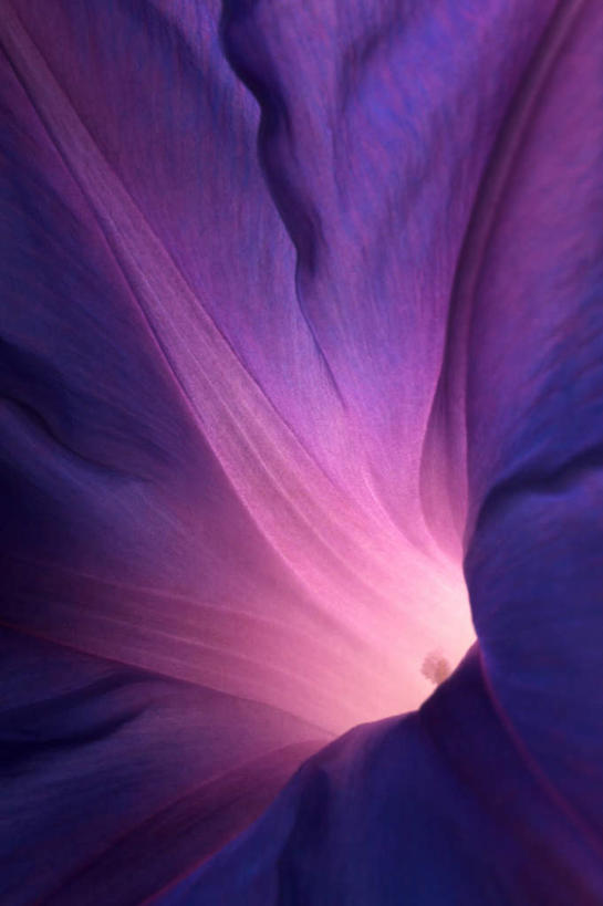 无人,花园,竖图,俯视,室内,白天,花圃,美景,阴影,光线,影子,景观,灯光,一朵,红色,自然,景色,自然风光,小花园,彩图,高角度拍摄