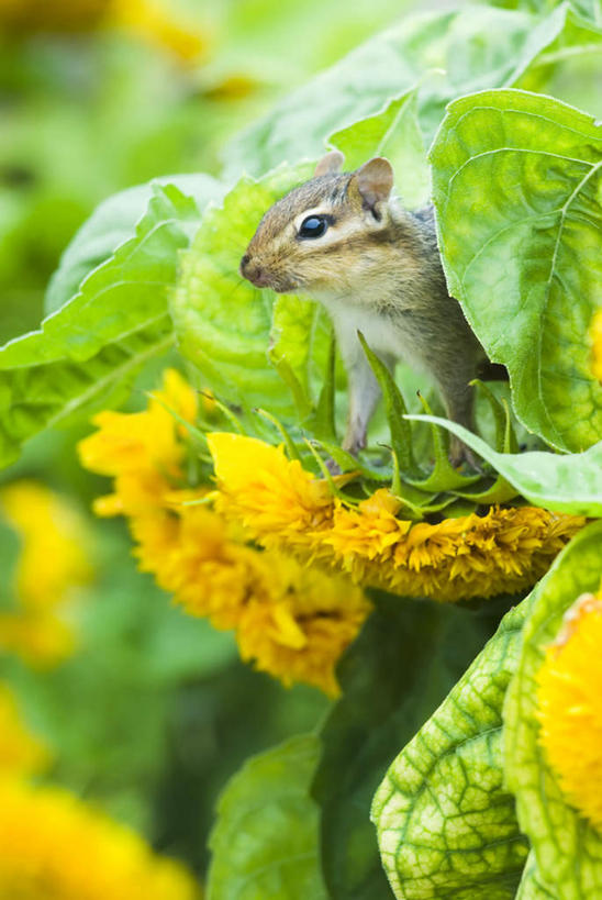 无人,竖图,室外,白天,侧面,爱情,幸福,美景,太阳,向日葵,野生动物,叶子,盛开,景观,绿叶,花蕾,注视,花,花瓣,花朵,鲜花,一只,黄色,灰色,自然,动物,花苞,花蕊,松鼠,观察,看,嫩叶,景色,可爱,活泼,观看,察看,关注,自然风光,光辉,警惕,沉默,花栗鼠,忠诚,勇敢,投缘,爱慕,戒备,警觉,警悟,警醒,高傲,朝阳花,葵花,望日莲,向阳花,转日莲,叶,叶片,半身,彩图