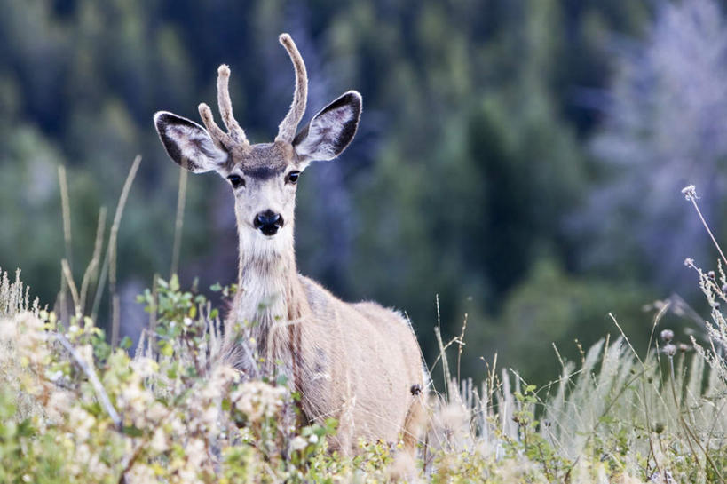 无人,站,横图,室外,白天,正面,旅游,度假,草地,草坪,美景,植物,哺乳动物,鹿,野生动物,阴影,朦胧,模糊,光线,影子,景观,注视,娱乐,草,树,树木,一只,绿色,阳光,自然,动物,观察,看,站着,享受,休闲,景色,放松,可爱,活泼,生长,成长,观看,察看,关注,自然风光,鹿角,警惕,戒备,警觉,警悟,警醒,鹿茸,站立,半身,彩图