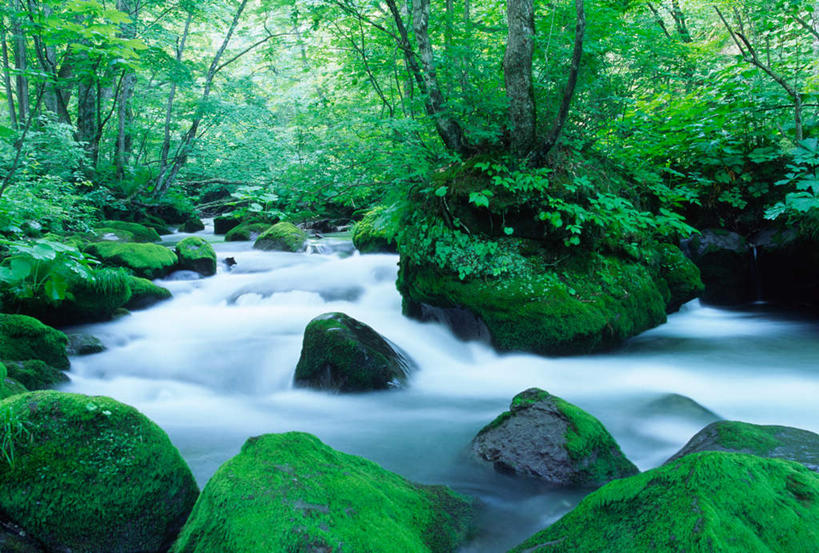 无人,横图,室外,白天,正面,旅游,度假,河流,石头,美景,森林,树林,水,植物,石子,河水,景观,水流,青苔,苔藓,娱乐,树,树木,绿色,自然,享受,休闲,景色,放松,茂密,茂盛,生长,成长,自然风光,石块,岩石,彩图