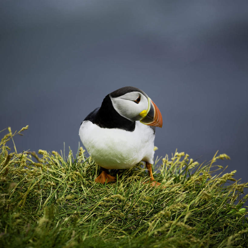 无人,坐,方图,室外,白天,正面,旅游,度假,草地,草坪,美景,植物,景观,扭头,注视,娱乐,草,一只,绿色,自然,观察,看,转头,享受,休闲,景色,放松,观看,察看,关注,自然风光,海鹦,海鹦鹉,善知鸟,海雀,坐着,彩图,全身