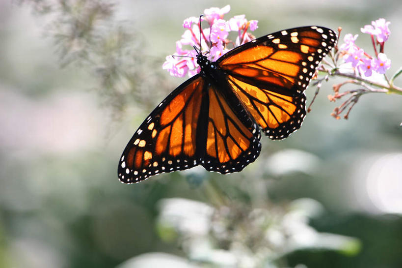 无人,横图,俯视,室外,白天,旅游,度假,美景,蝴蝶,伸展,张开,展翅,阴影,朦胧,模糊,盛开,光线,翅膀,昆虫,影子,景观,花蕾,娱乐,花,花瓣,花朵,鲜花,一只,阳光,自然,动物,花苞,花蕊,享受,休闲,景色,放松,自然风光,益虫,张开翅膀,授粉,勤奋,勤劳,勤恳,勤快,勤勉,辛勤,展开翅膀,彩图,高角度拍摄,全身