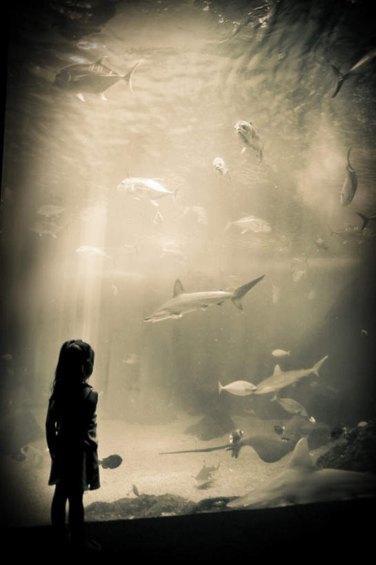 游泳,西方人,儿童,一个人,站,竖图,室内,白天,裙子,纯洁,欧洲,欧洲人,仅一个女性,仅一个人,许多,连衣裙,服装,鱼,注视,休闲装,鱼类,海洋生物,水族馆,小孩,背面,衣服,观察,看,站着,仅一个小孩,休闲,休闲服,展示,可爱,童年,童趣,服饰,观看,展览,察看,关注,水生动物,展览馆,水生物,童真,海底动物,烂漫,无邪,泅水,拍浮,天真,女孩,女人,女性,白种人,孩子,站立,彩图,全身,女生