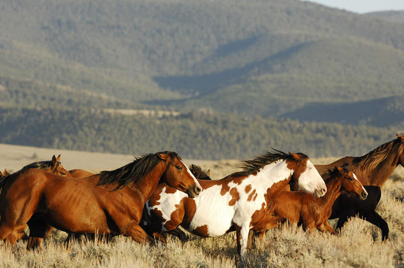 无人,横图,室外,白天,正面,旅游,度假,美景,山,山脉,植物,马,野生动物,许多,奔驰,阴影,枯萎,光线,影子,景观,山峰,枯草,山峦,奔腾,娱乐,草,黄色,阳光,自然,动物,群山,奔跑,享受,休闲,景色,放松,运输,牲畜,自然风光,飞驰,疾驰,半身,彩图