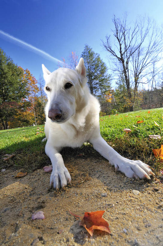 无人,坐,竖图,室外,白天,正面,草地,草坪,植物,宠物,狗,阴影,光线,影子,注视,草,树,树木,一只,蓝色,绿色,蓝天,天空,阳光,自然,动物,天,观察,看,可爱,生长,牧羊犬,晴朗,成长,观看,察看,德国牧羊犬,关注,忠诚,万里无云,德国狼犬,黑背,晴空,晴空万里,犬,坐着,彩图,全身