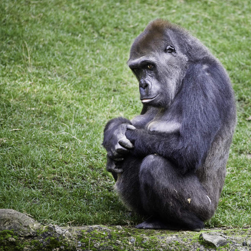 无人,坐,方图,室外,白天,正面,旅游,度假,草地,草坪,美景,植物,野生动物,猩猩,阴影,光线,影子,景观,注视,娱乐,草,一只,绿色,阳光,自然,动物,观察,看,享受,休闲,景色,放松,活泼,观看,察看,关注,自然风光,黄猩猩,红猩猩,红毛猩猩,坐着,彩图,全身