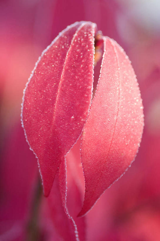 无人,竖图,室外,特写,白天,正面,旅游,度假,美景,植物,朦胧,模糊,盛开,景观,冬季,冬天,霜,娱乐,花,花瓣,花朵,花卉,鲜花,一朵,红色,自然,花蕊,享受,休闲,景色,放松,寒冷,自然风光,冰霜,彩图