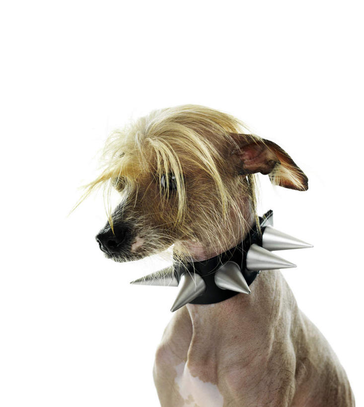 无人,站,竖图,室内,白天,白色背景,正面,宠物,狗,模糊,注视,一只,动物,观察,看,站着,可爱,摄影,影棚,观看,察看,锋利,尖锐,关注,尖利,忠诚,犀利,含糊,恍惚,模胡,依稀,隐约,项圈,犬,站立,半身,彩图,影棚拍摄,拍摄