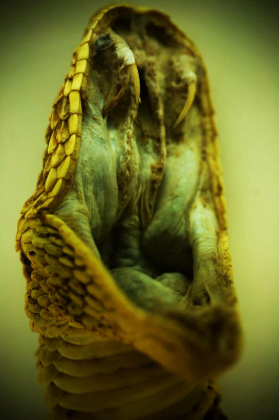 嘴,无人,竖图,室内,白天,白色背景,正面,野生动物,阴影,光线,爬行动物,蛇,鳞片,影子,灯光,一只,动物,张嘴,摄影,影棚,恐怖,冷血动物,凶猛,脊椎动物,长虫,张大嘴巴,可怕,可骇,恐惧,残暴,凶残,口,口腔,嘴巴,嘴唇,张开嘴,半身,彩图,影棚拍摄,拍摄,冷血