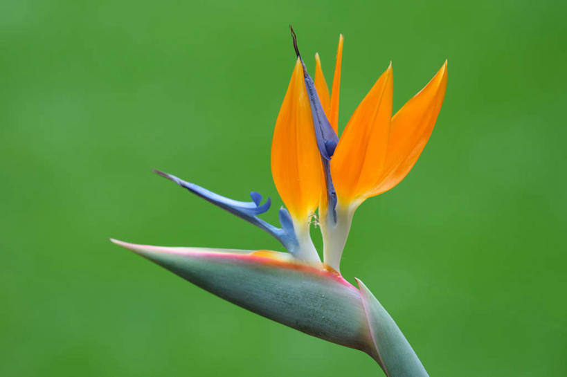 无人,横图,室外,特写,白天,正面,旅游,度假,美景,鹤望兰,朦胧,模糊,盛开,景观,花蕾,娱乐,花,花瓣,花朵,鲜花,一朵,紫色,自然,花苞,花蕊,享受,休闲,橙色,景色,放松,高雅,清新,自然风光,极乐鸟花,天堂鸟,彩图