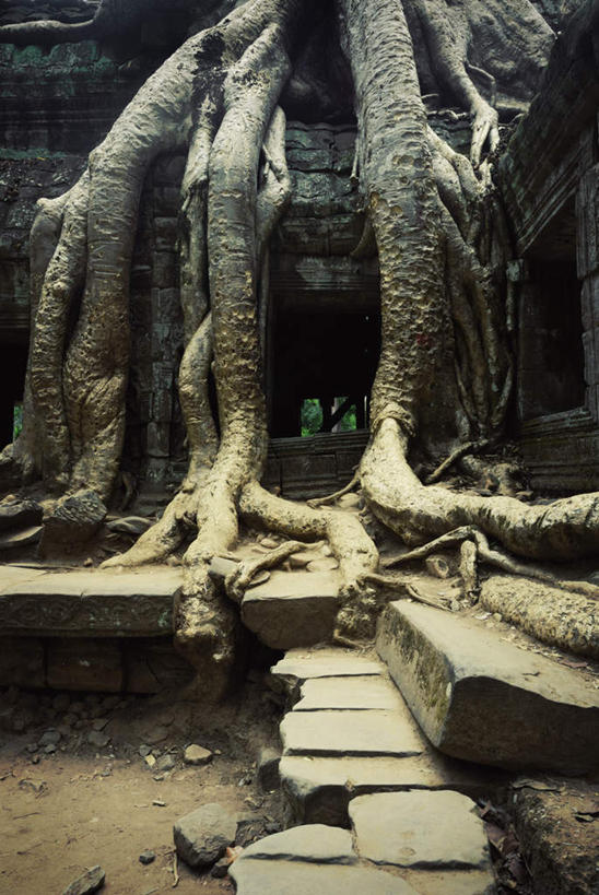 无人,竖图,室外,白天,仰视,旅游,度假,荒凉,石头,植物,楼梯,标志建筑,地标,建筑,古老,干枯,石子,阶梯,娱乐,建设,台阶,树,树木,绿色,自然,享受,休闲,旅游胜地,放松,生长,成长,干涸,凋谢,陈腐,枯槁,荒地,荒芜,石块,岩石,彩图,低角度拍摄