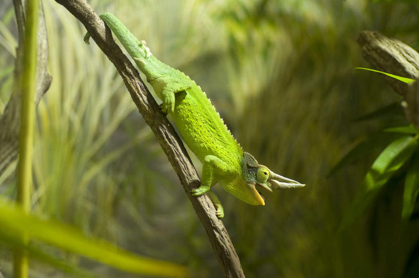 无人,横图,室外,白天,正面,旅游,度假,草地,草坪,美景,植物,变色龙,野生动物,叶子,阴影,光线,影子,景观,绿叶,娱乐,草,一只,绿色,阳光,自然,动物,享受,休闲,嫩叶,景色,放松,自然风光,避役,叶,叶片,彩图,全身