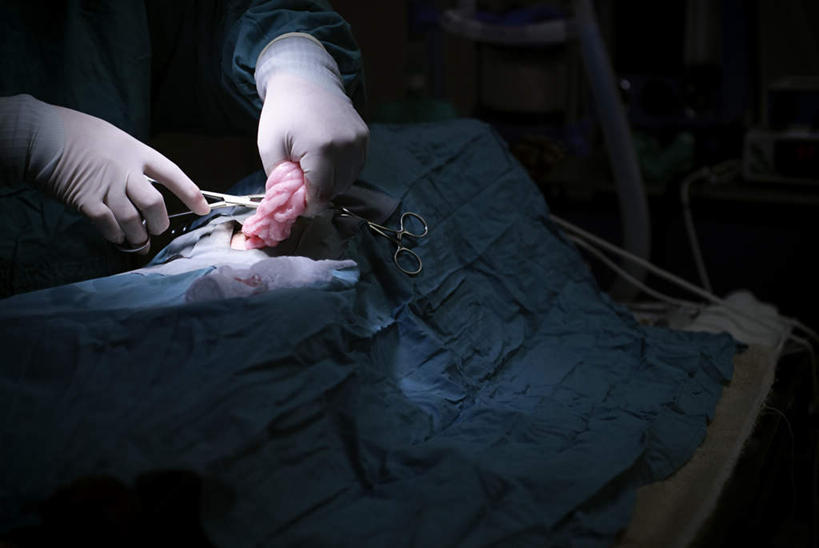 西方人,手,一个人,医生,兽医,医院,横图,俯视,室内,特写,白天,安全,宠物,狗,欧洲,欧洲人,仅一个男性,仅一个人,防护,仅一个年轻男性,动物,手套,医护人员,医疗人员,手部,可爱,保护,手术,保险,忠诚,医疗机构,保全,周全,安稳,安定,防护手套,平安,男人,男性,年轻男性,白种人,大夫,兽医师,犬,半身,彩图,高角度拍摄,病院,诊所