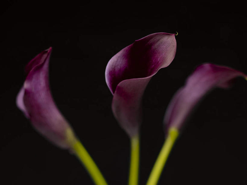 无人,横图,室内,特写,白天,正面,纯洁,马蹄莲,三朵,黑色背景,盛开,茎,花蕾,花,花瓣,花朵,鲜花,虔诚,绿色,紫色,花苞,花蕊,摄影,影棚,希望,优雅,高贵,纯净,马蹄兰,博爱,永恒,尊贵,高洁,慈菇花,圣洁,水芋,水芋马,彩图,影棚拍摄,拍摄