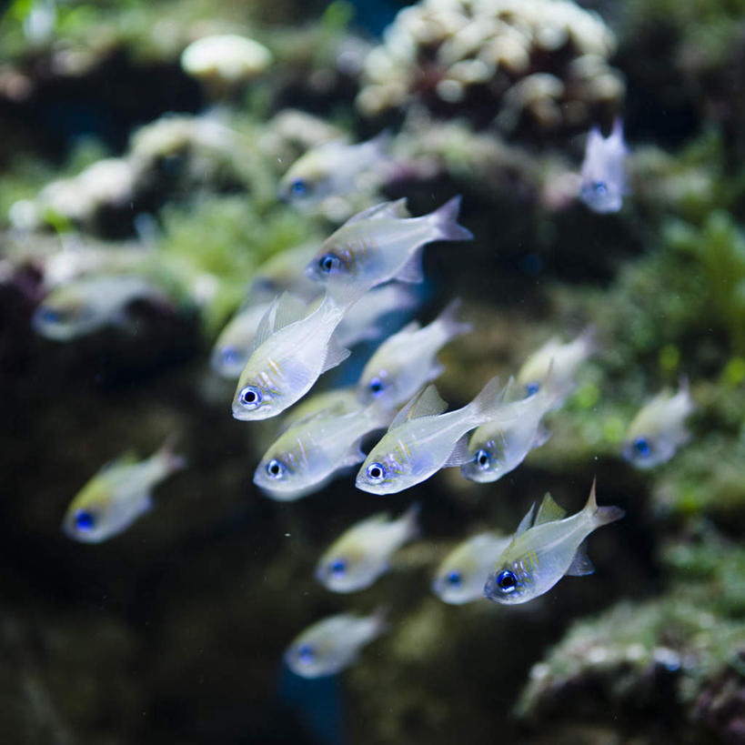 无人,方图,俯视,室外,白天,旅游,度假,美景,植物,一群,许多,朦胧,模糊,景观,水草,很多,鲷鱼,娱乐,绿色,自然,享受,休闲,景色,放松,生长,成长,鲷,加吉鱼,天竺鲷,铜盆鱼,水藻,游动,自然风光,班加吉,加真鲷,彩图,高角度拍摄,全身