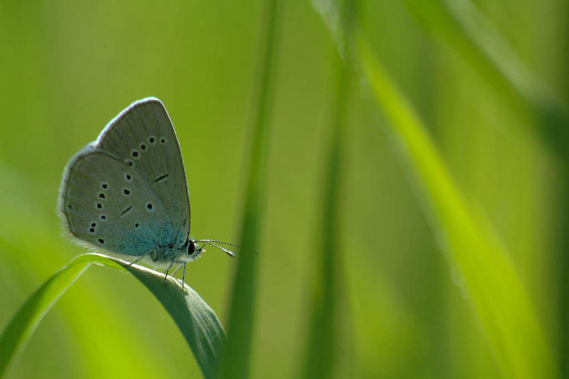 无人,横图,室外,特写,白天,侧面,旅游,度假,美景,植物,蝴蝶,叶子,阴影,朦胧,模糊,光线,昆虫,影子,景观,绿叶,停留,娱乐,一只,绿色,阳光,自然,动物,享受,休闲,嫩叶,景色,放松,生长,成长,黑脉金斑蝶,自然风光,益虫,帝王蝶,大桦斑蝶,黑脉桦斑蝶,逗留,停顿,叶,叶片,彩图,全身