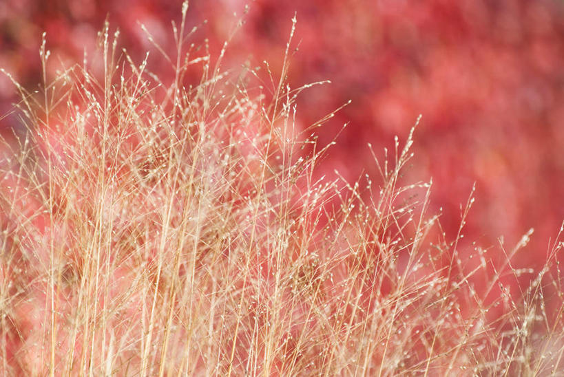 无人,横图,室外,特写,白天,正面,旅游,度假,美景,植物,盛开,景观,常春藤,爬山虎,草药,花蕾,娱乐,中药,花,花瓣,花朵,鲜花,自然,花苞,花蕊,享受,休闲,景色,放松,五颜六色,自然风光,药材,中草药,五彩缤纷,爬墙虎,中药材,本草,地锦,趴山虎,巴山虎,五叶地锦,五叶爬山虎,彩图,常青藤