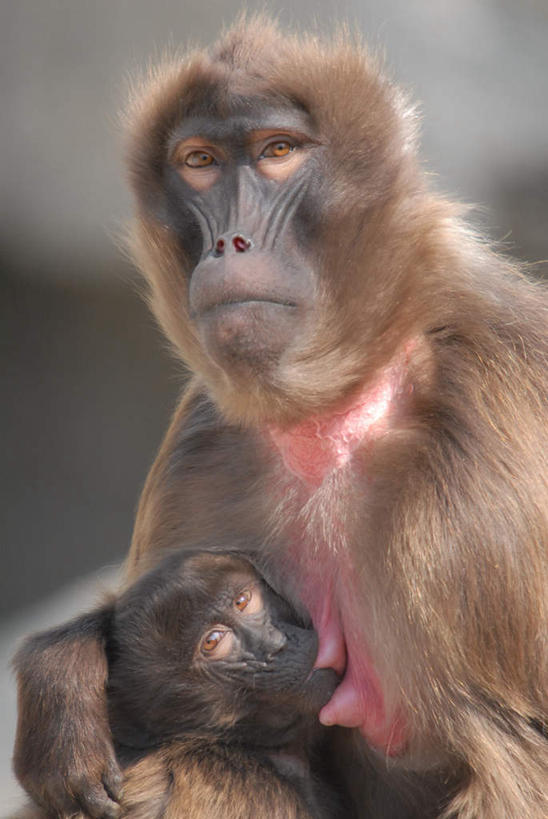 无人,家庭,母亲,儿子,坐,抱,竖图,室外,特写,白天,正面,旅游,度假,美景,哺乳动物,野生动物,泰国,亚洲,朦胧,模糊,狒狒,哺乳,景观,注视,娱乐,自然,动物,观察,看,两只,享受,休闲,温暖,温馨,母子,一家人,金色,景色,放松,母爱,东南亚,活泼,抱着,观看,和睦,察看,搂着,富贵,关注,自然风光,忠诚,泰王国,富丽,名誉,荣华,狮尾狒狒,红心狒狒,吉尔达狒狒,狮尾狒,怀抱,搂,搂抱,相抱,拥抱,坐着,半身,彩图,融洽