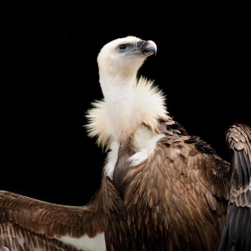 无人,站,方图,室外,白天,仰视,鸟,野生动物,伸展,张开,展翅,阴影,光线,翅膀,鸟类,秃鹫,影子,注视,一只,阳光,动物,观察,回头,看,站着,转头,观看,察看,关注,凶猛,张开翅膀,展开翅膀,残暴,凶残,座山雕,秃鹰,狗头鹫,站立,半身,彩图,低角度拍摄