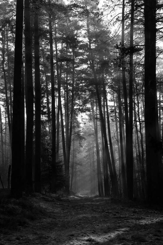 无人,竖图,黑白,室外,白天,正面,旅游,度假,美景,森林,树林,植物,雾,道路,路,朦胧,模糊,围绕,景观,小路,交通,娱乐,树,树木,自然,享受,休闲,景色,放松,乡间小路,缭绕,茂盛,生长,成长,繁茂,迷雾,昏暗,自然风光,旋绕,兴旺,萦绕,昌盛,灰暗,晦暗,昌隆,畅旺,发达,蕃芜,繁盛,富强,隆盛,蓬勃,旺盛,兴隆,兴盛,郁勃,回绕,大雾,针叶树