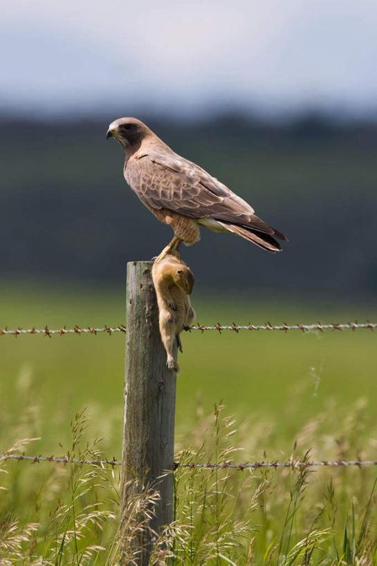 无人,栏杆,站,竖图,室外,白天,侧面,草地,草坪,美景,植物,鸟,野生动物,鹰,握,阴影,朦胧,模糊,光线,鸟类,影子,栅栏,景观,篱笆,围栏,注视,护栏,草,一只,绿色,阳光,自然,动物,松鼠,观察,看,站着,景色,可爱,握着,活泼,观看,死亡,察看,关注,自然风光,凶猛,警惕,地松鼠,鸢,殒命,灭亡,戒备,警觉,警悟,警醒,残暴,凶残,老鹰,站立,彩图,全身