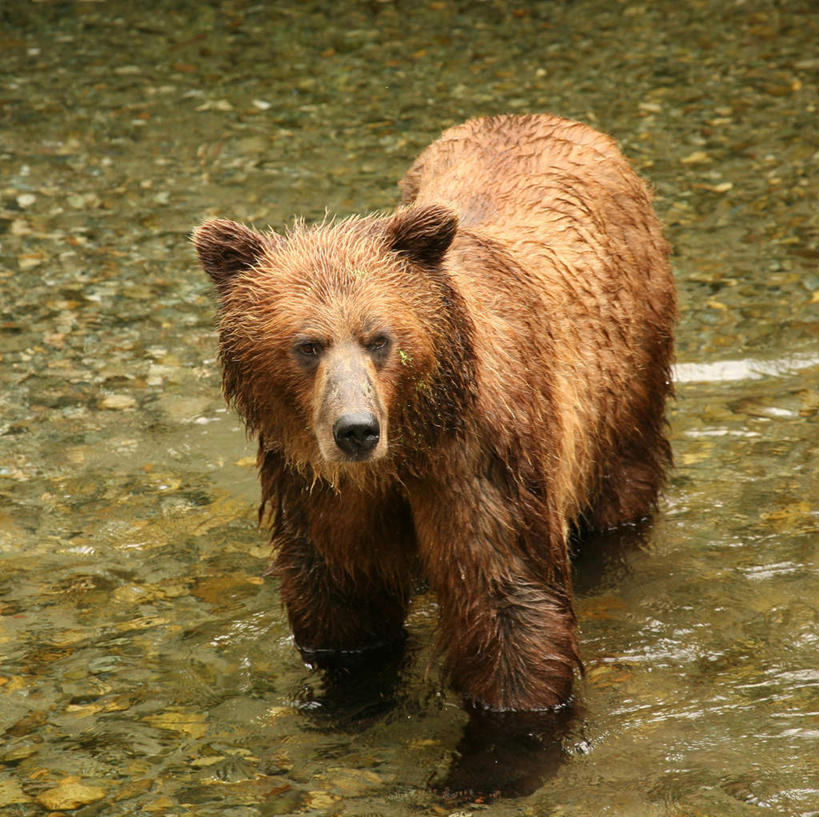 无人,站,横图,俯视,室外,白天,河流,水,野生动物,熊,美国,一头,阴影,波纹,光线,影子,河水,水流,注视,水纹,阳光,动物,波浪,观察,看,站着,观看,察看,北美,北美洲,关注,美洲,凶猛,警惕,阿拉斯加,阿拉斯加州,北亚美利加洲,亚美利加洲,最后的边疆,午夜阳光之地,戒备,警觉,警悟,警醒,残暴,凶残,棕熊,马熊,抬头,仰头,站立,彩图,高角度拍摄,全身