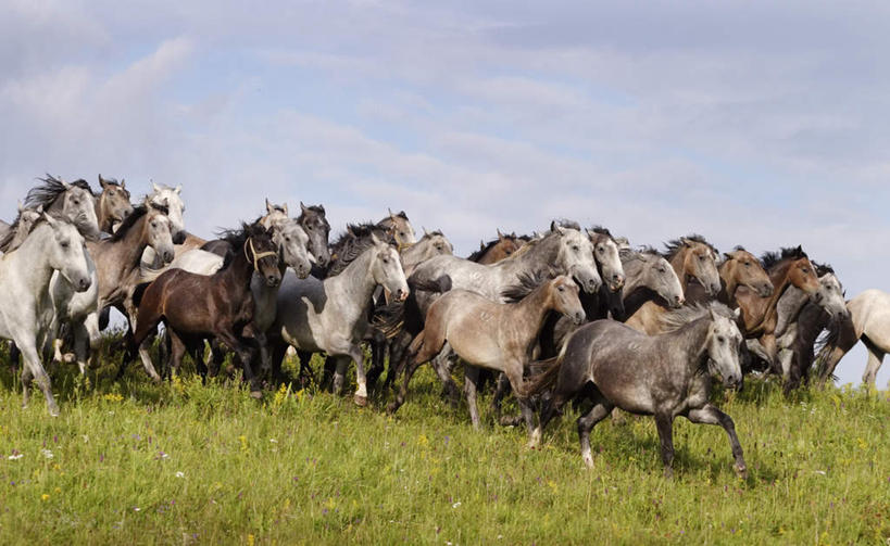 无人,动物园,横图,室外,白天,侧面,草地,草坪,美景,植物,马,野生动物,许多,阴影,光线,影子,景观,云,云朵,拥堵,拥挤,云彩,草,蓝色,绿色,白云,蓝天,天空,阳光,自然,动物,天,奔跑,景色,运输,牲畜,晴朗,自然风光,野生动物园,晴空,半身,彩图