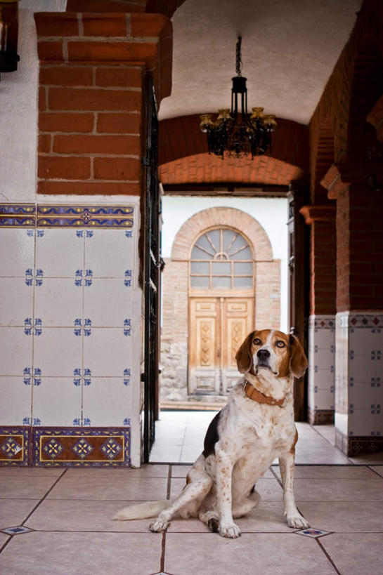 无人,坐,竖图,室内,白天,正面,门,天花板,宠物,狗,瓷砖,地砖,墙,走道,走廊,过道,地面,注视,墙壁,墙面,一只,白色,动物,门框,观察,看,可爱,观看,察看,卫生,关注,纯真,忠诚,洁净,光明,恬静,中间色,朴素,清白,项圈,犬,坐着,半身,彩图,小猎犬